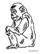 Ape Thinking