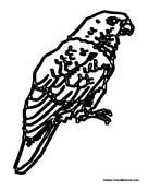 Adult Parrot 2