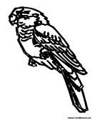 Adult Parrot