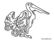 Pelican Spreading Wings