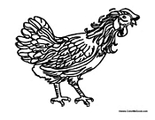 Adult Rooster