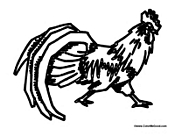 Adult Rooster 2