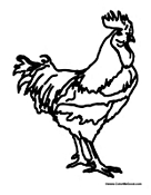 Adult Rooster 3