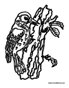 Woodpecker on Tree 2