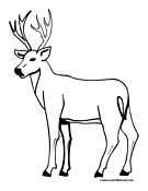 Adult Buck with Horns