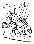 Grasshopper Coloring Page 7