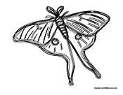 Butterfly Coloring Page 51