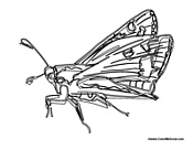 Butterfly Coloring Page 47