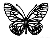 Butterfly Coloring Page 13