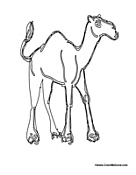 Single Camel