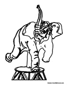 Circus Elephant Standing