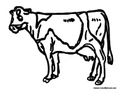 Adult Cow 1