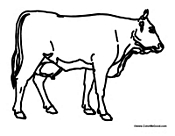 Adult Cow Without Spots