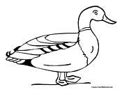 Duck Coloring Page 1