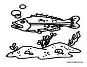 Fish in Water Habitat