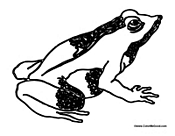 Adult Frog 2
