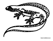 Iguana with Scales