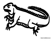 Adult Iguana Lizard