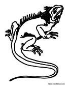 Iguana Lizard