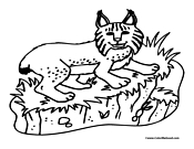 Lynx Coloring Page 1