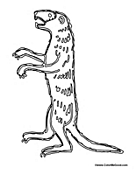 Mongoose Standing