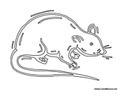 Adult Rat