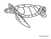 Loggerhead Sea Turtle 2
