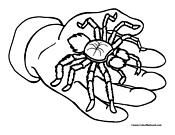 Spider Coloring Page 2