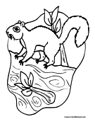 Squirrel Coloring Page 1