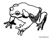 Toad 1