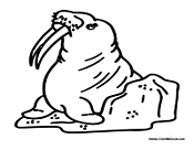 Walrus with Large Tusks
