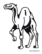 African Camel