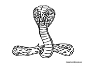 African Cobra Snake