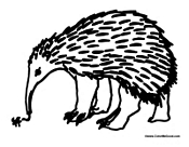 Anteater in Australia
