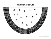 Watermelon 2
