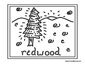 Redwood Tree Poster