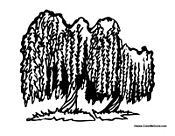 Two Weeping Willow Trees
