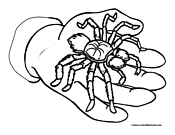 Spider Coloring Page 3