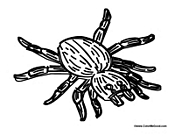 Hairy Spider for Halloween