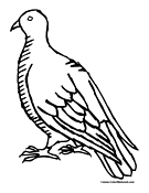 Dove Coloring Page 3