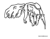 Anteater 2