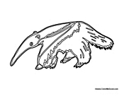 Anteater 1