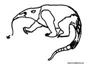 Anteater Eating Ants 3