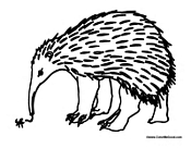 Anteater Eating Ants 2