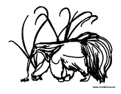 Anteater Eating Ants