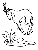 Antelope Coloring Page