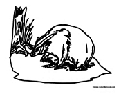 Badger 1
