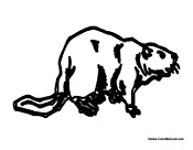 Adult Beaver