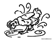 Chicken Feeding