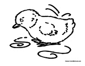 Baby Chick